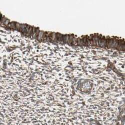 TRIO Antibody, Novus Biologicals:Antibodies:Primary Antibodies